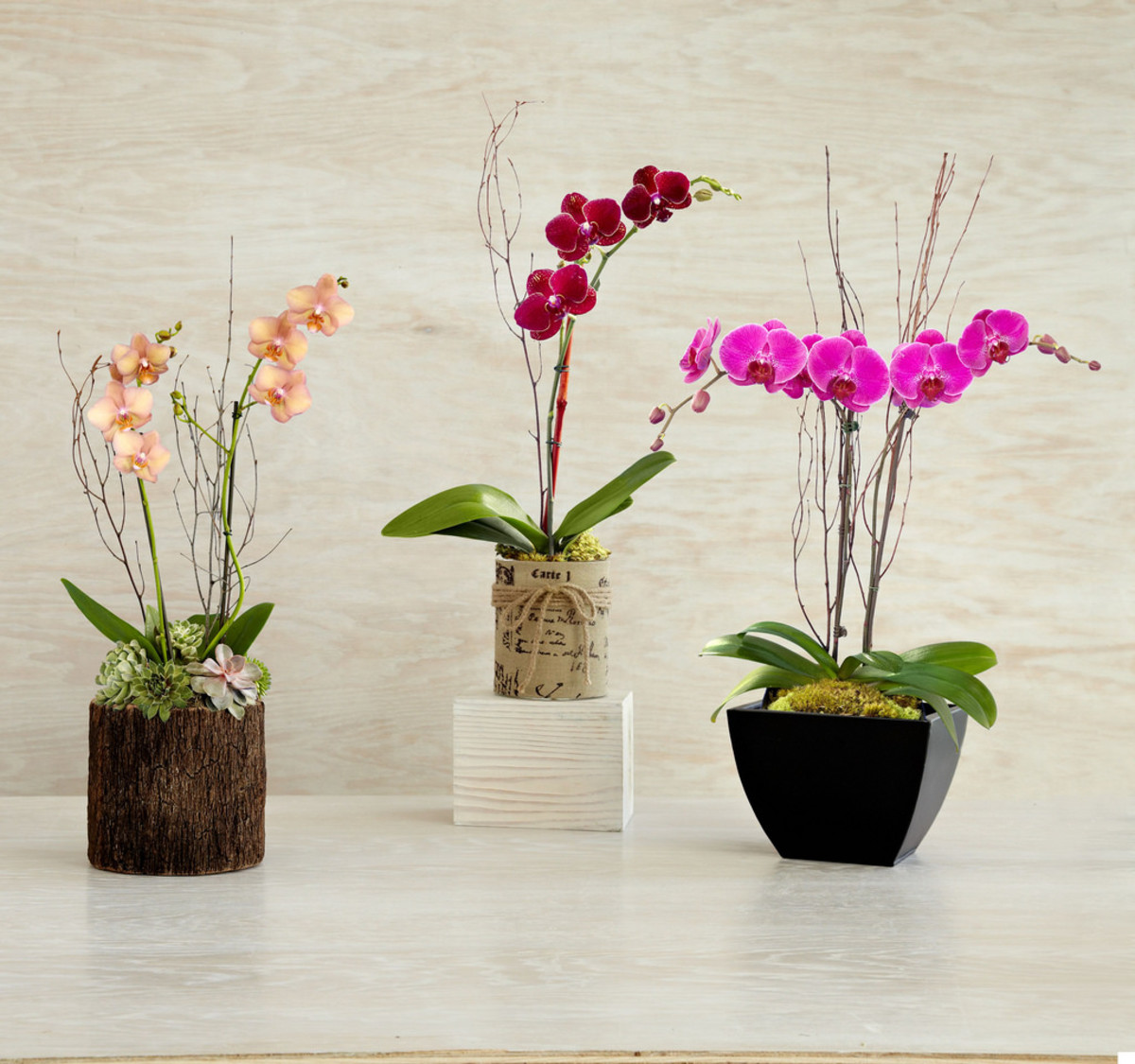 orchid plant care instructions