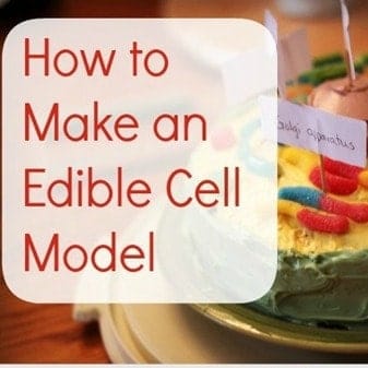 cell model project instructions