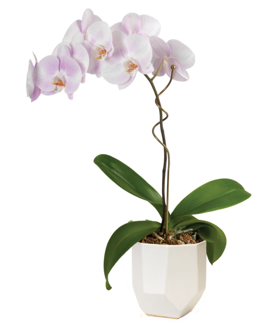 orchid plant care instructions