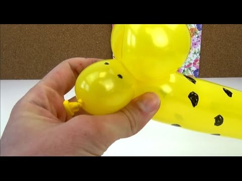 poodle balloon animal instructions